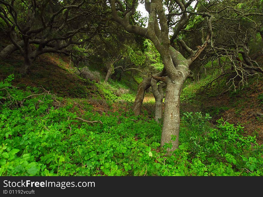 Wild oaks near the coast of California grow along the hillsides. Wild oaks near the coast of California grow along the hillsides