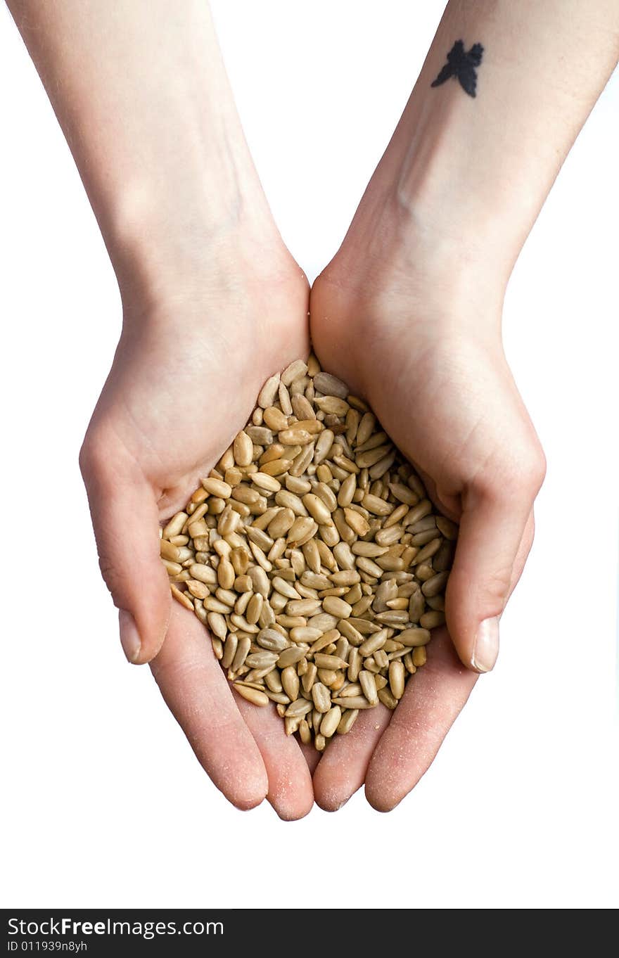 Female hands with hep of wheat isolated on white