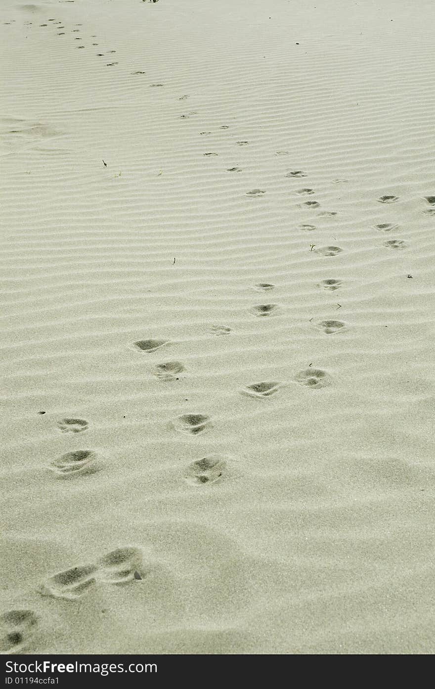 Sand on the beach with prints.