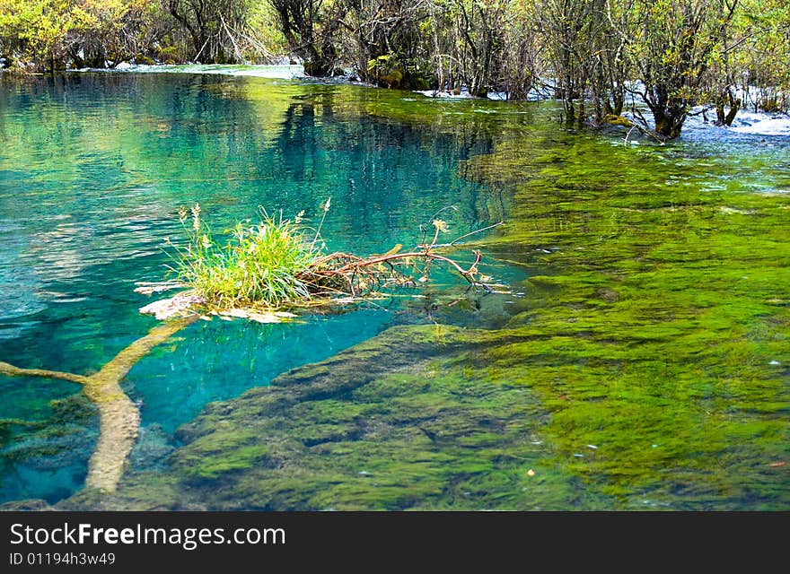 A tree under clear water,Jiuzhaigou,Sichuan,china