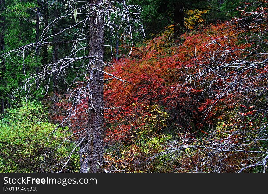 Deadwood with colorful forest in autumn. Deadwood with colorful forest in autumn.