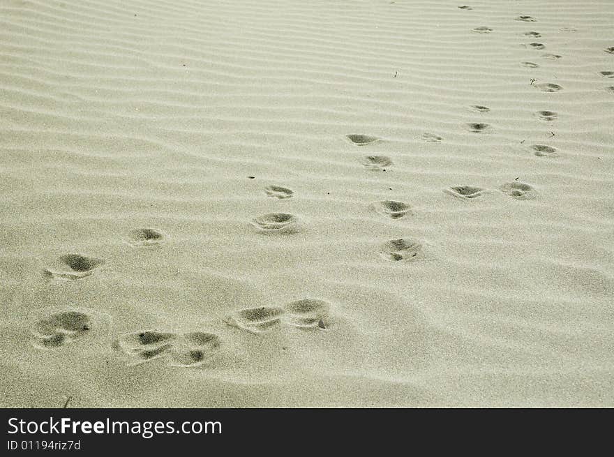 Nice sand texture on the beach.