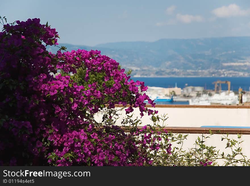 Bougainvillea overlooking Messina strait. Shallow depth of field.