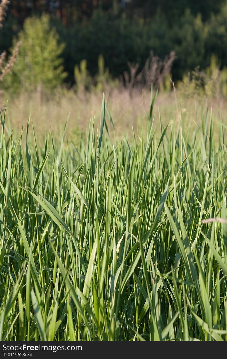 Summer wall of green grass. Summer wall of green grass