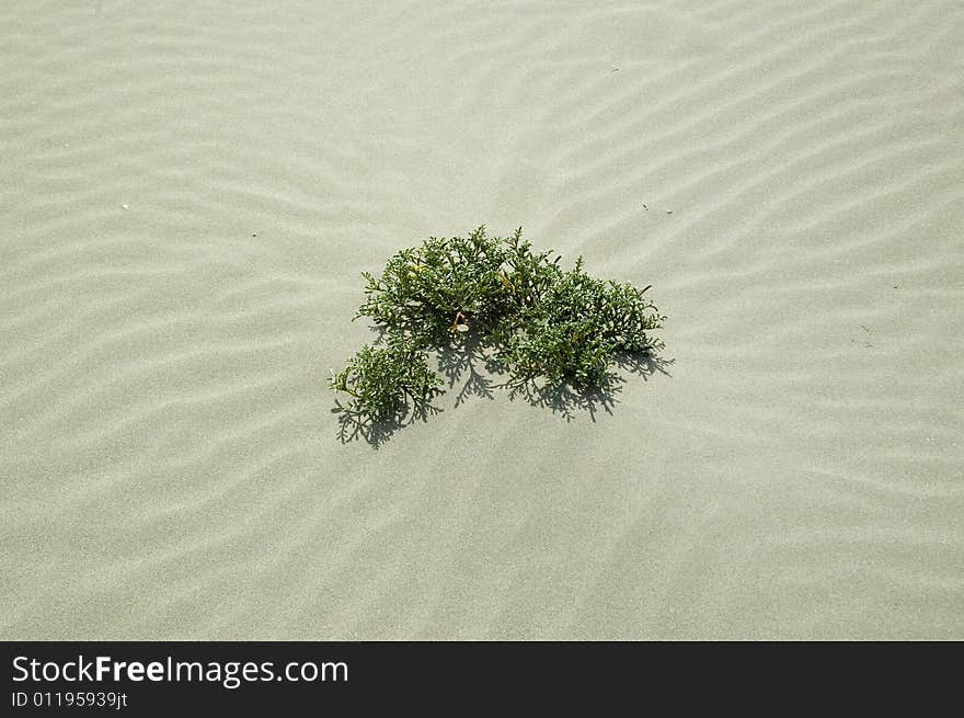Nice sand texture on the beach with small green plant. Nice sand texture on the beach with small green plant.