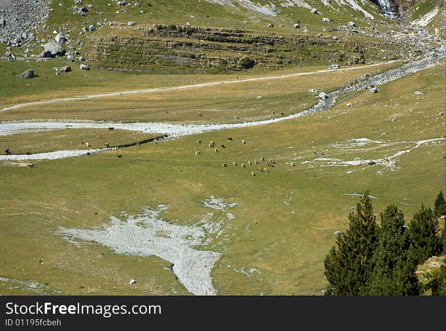 Meadow and cattle pastur