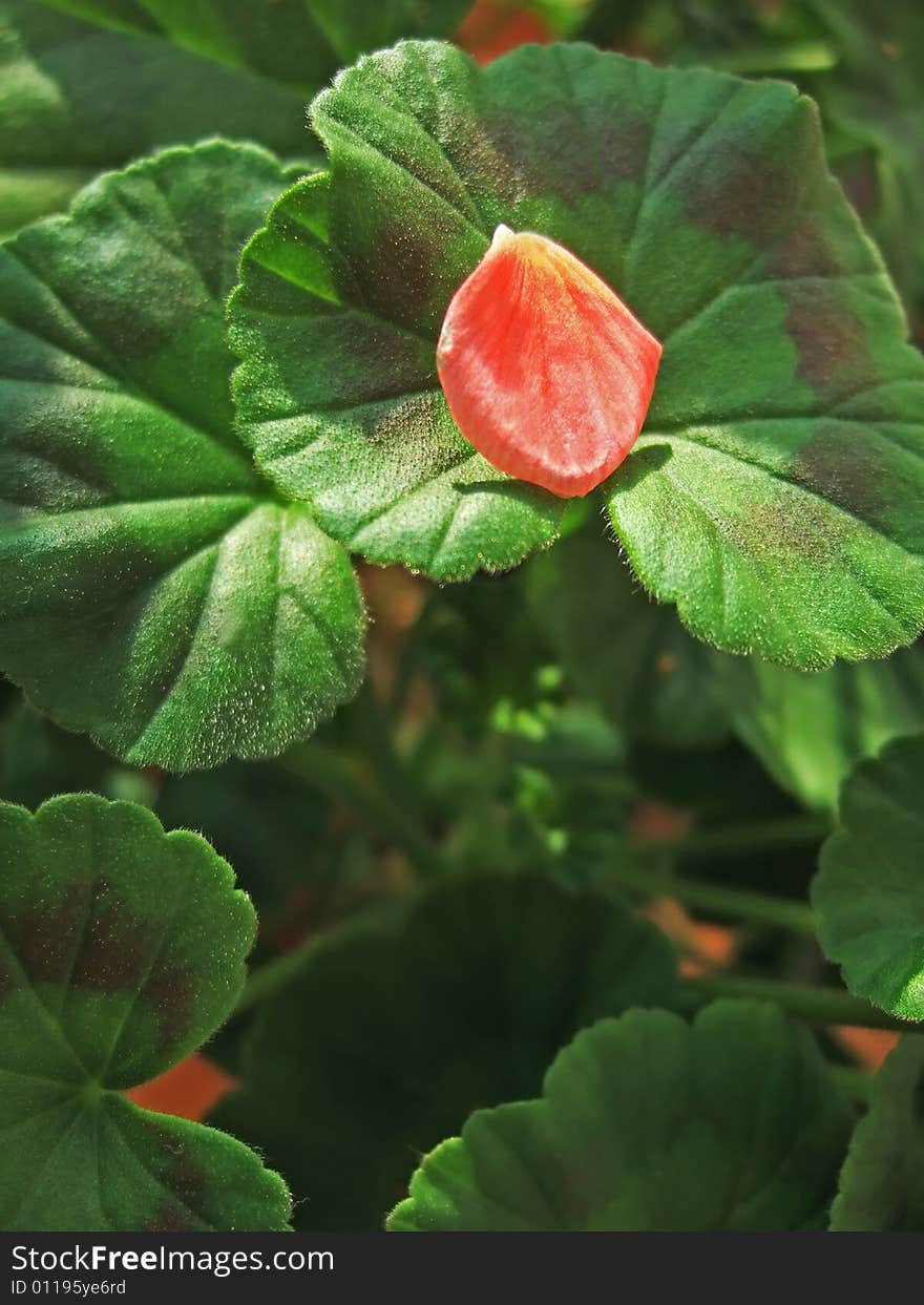 Petal and Leaves of a flower