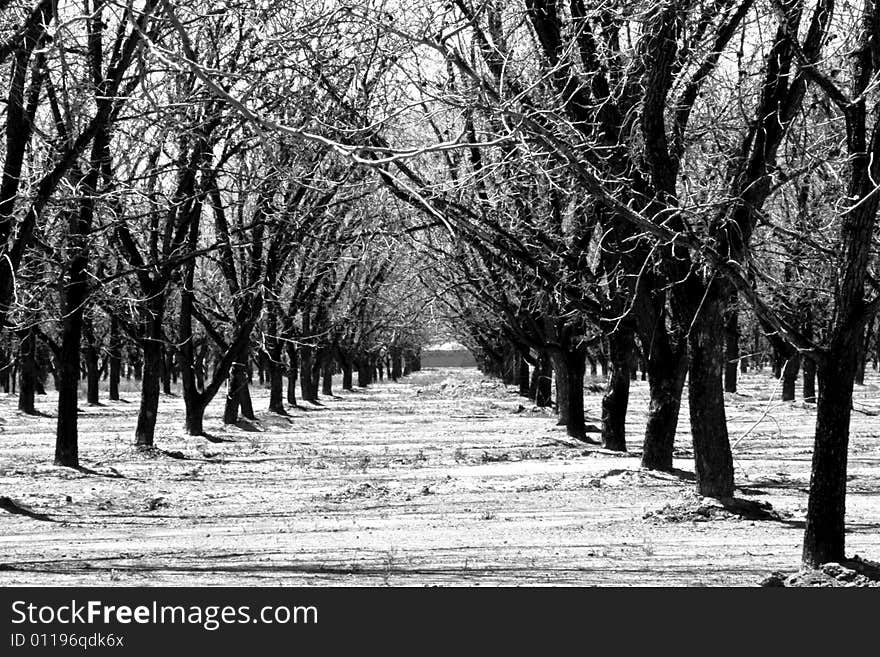 Highly contrasting stark winter scene in an orchard. Highly contrasting stark winter scene in an orchard.