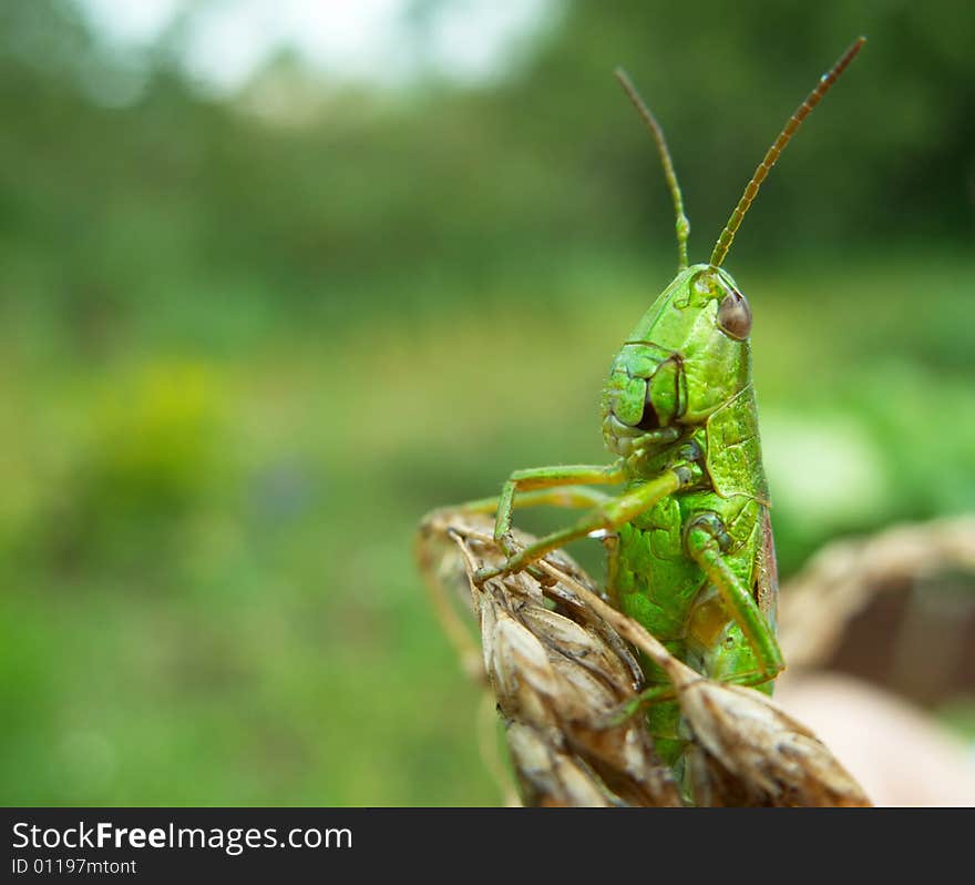 Vertical close-up portrait of green grasshopper. Vertical close-up portrait of green grasshopper