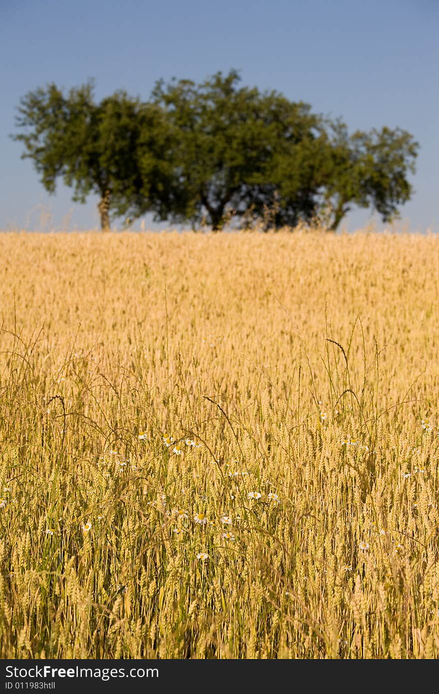 Tripple tree