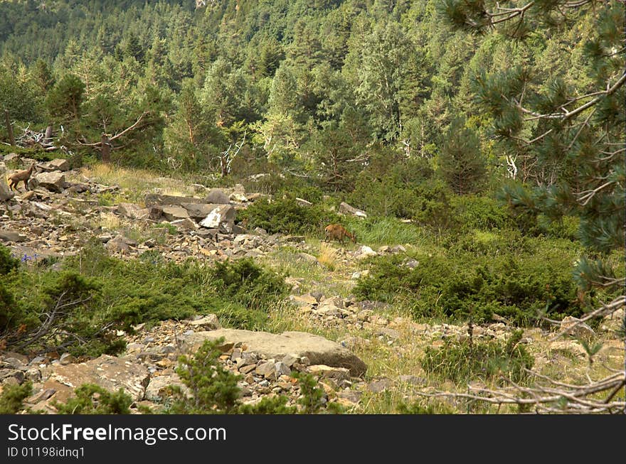 Wild Mammals rumiate in the Pyrenees. Wild Mammals rumiate in the Pyrenees.