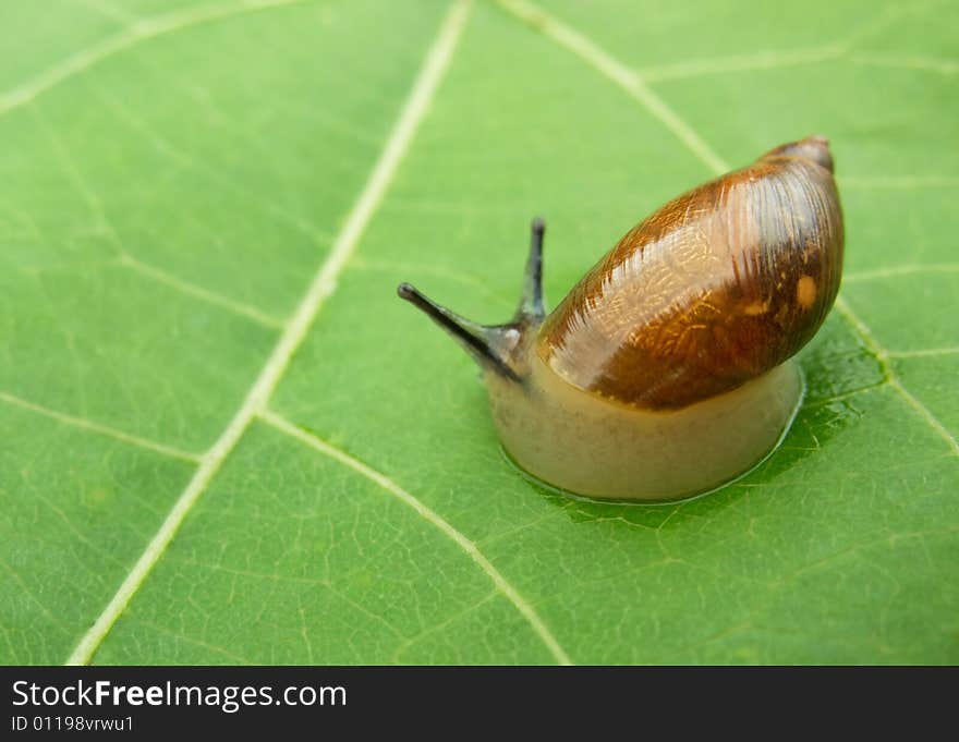 Snail close-up on green leaf. Snail close-up on green leaf