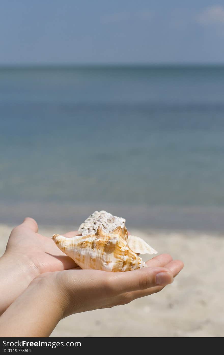 Hands with shells on sea background