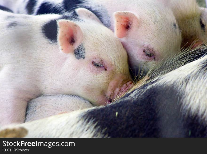 One week old fuzzy baby piglets