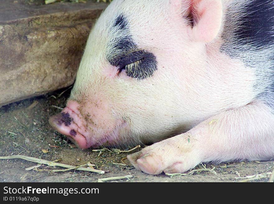 Cute and fuzzy one month old baby piglet on freshly cut green hay