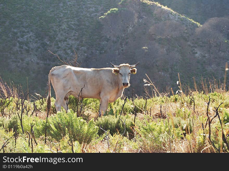 A cow at pasture in mountains