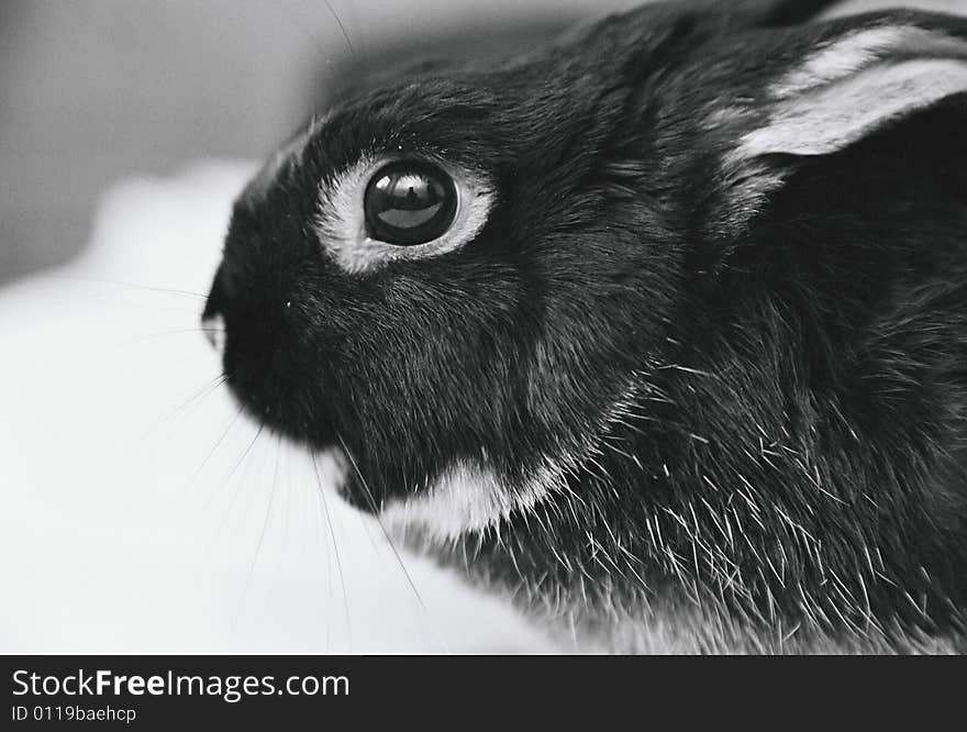 Black and white portrait of a small rabbit. Black and white portrait of a small rabbit