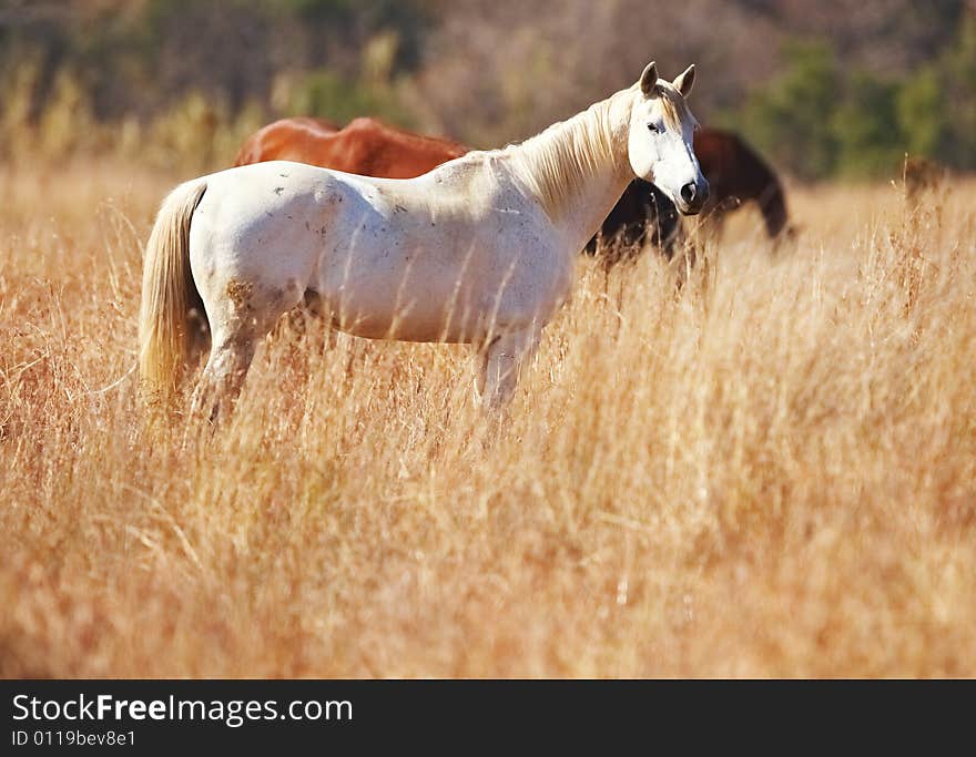 White horse stand in long grass