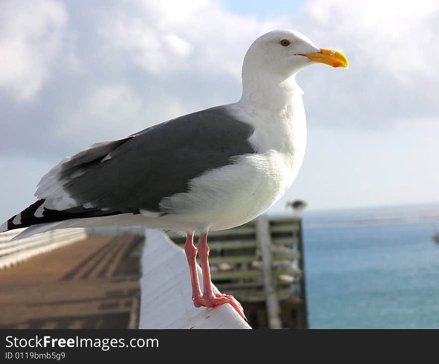 Seagull on wooden railing