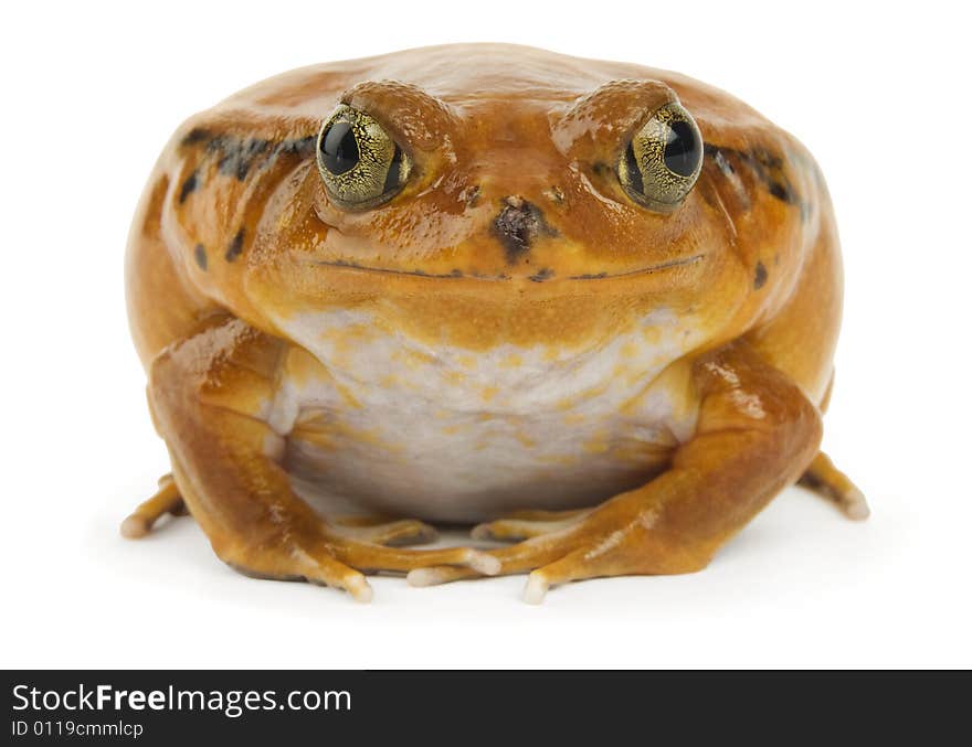 Orange Frog on White