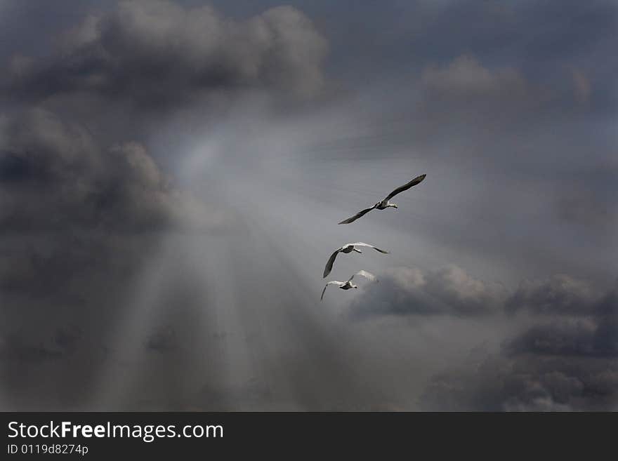 Art illustration with swans in sky. Art illustration with swans in sky