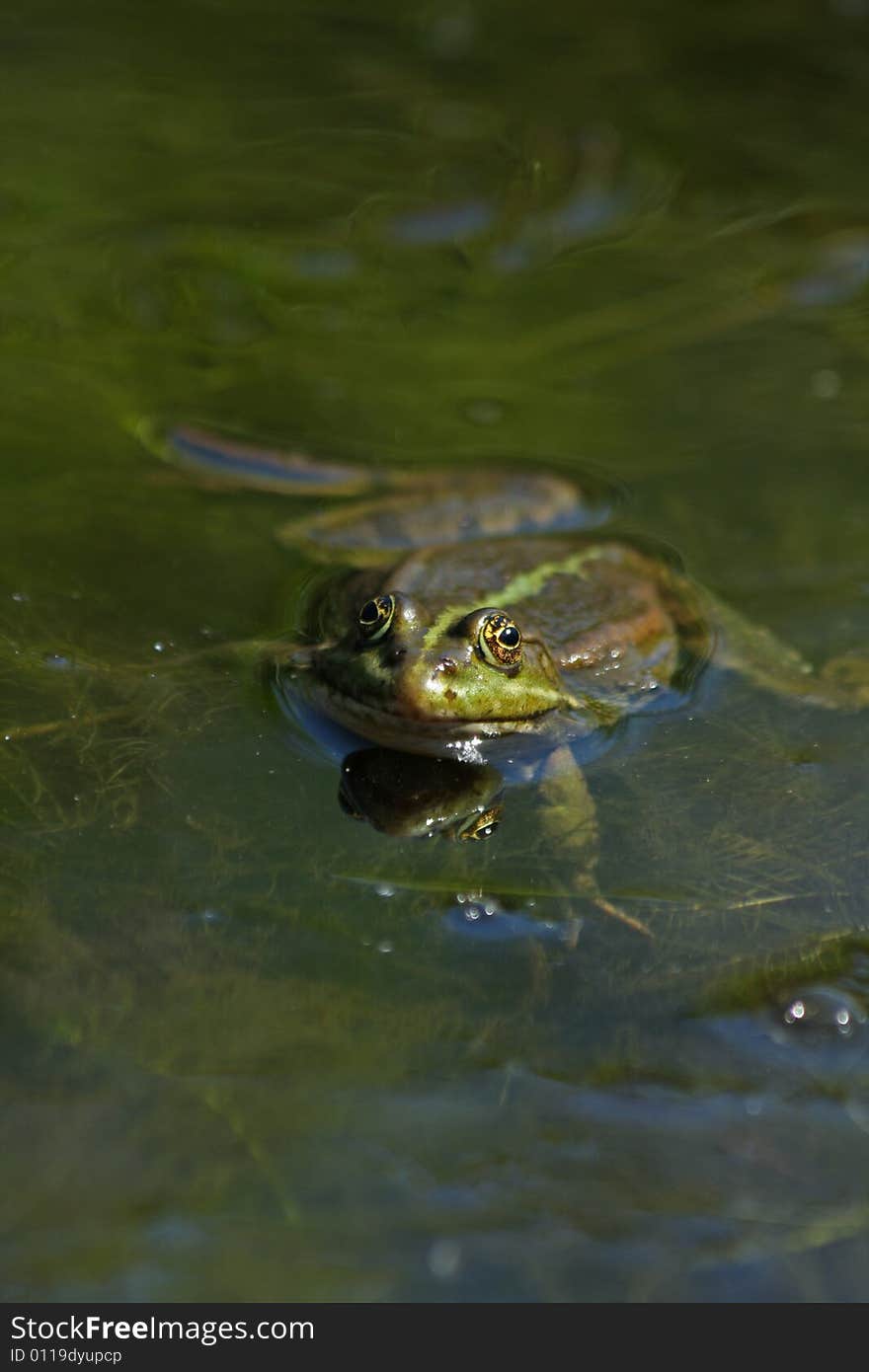 Photo with frog in marsh