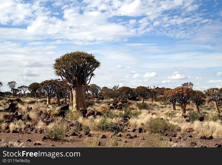 The Quiver tree forest in Namibia