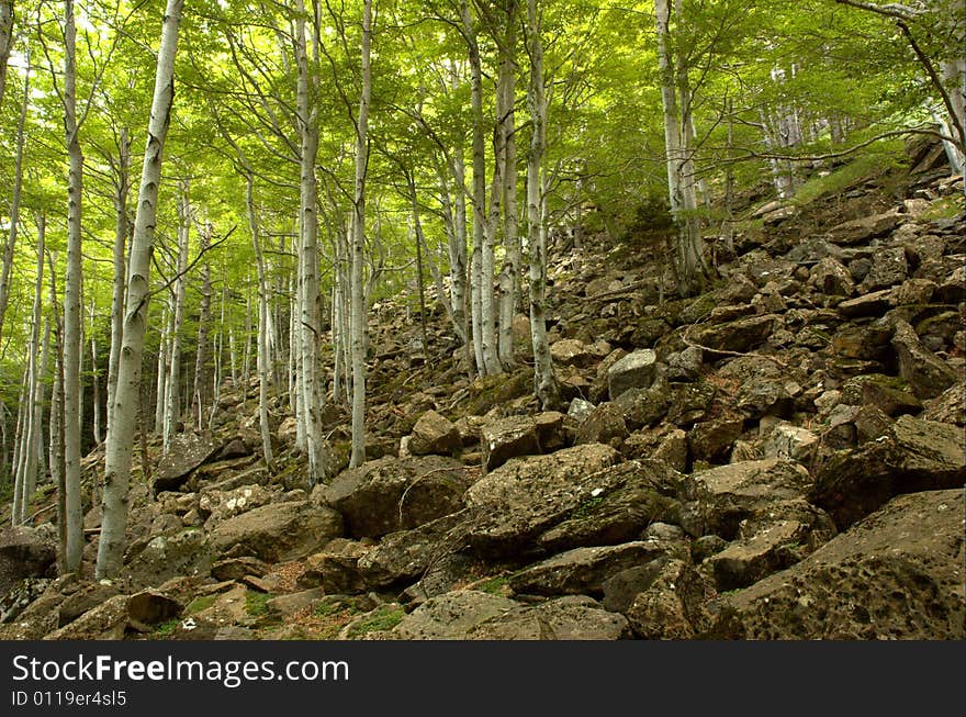 Forest Ordesa.