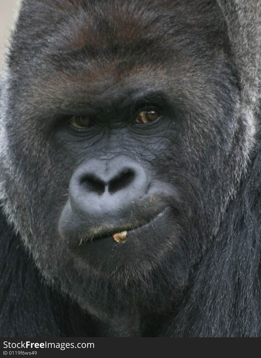 Close up photo with male gorilla in national park. Close up photo with male gorilla in national park.