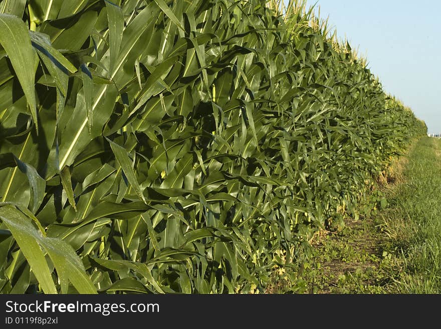 Long rows of corn in field with a touch of blue sky. Long rows of corn in field with a touch of blue sky