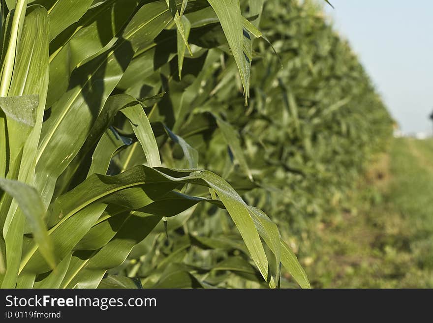 Long rows of corn in field with a touch of blue sky. Long rows of corn in field with a touch of blue sky