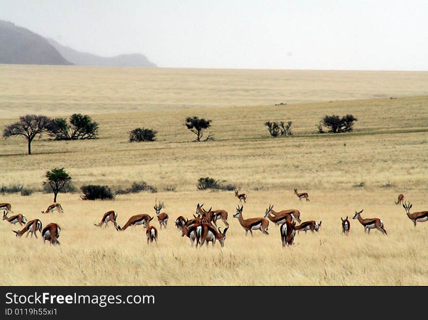 The Springboks in the vast desert of Namibia. The Springboks in the vast desert of Namibia.