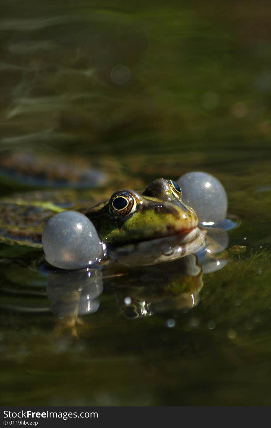 Close up photo with frog in marsh. Close up photo with frog in marsh