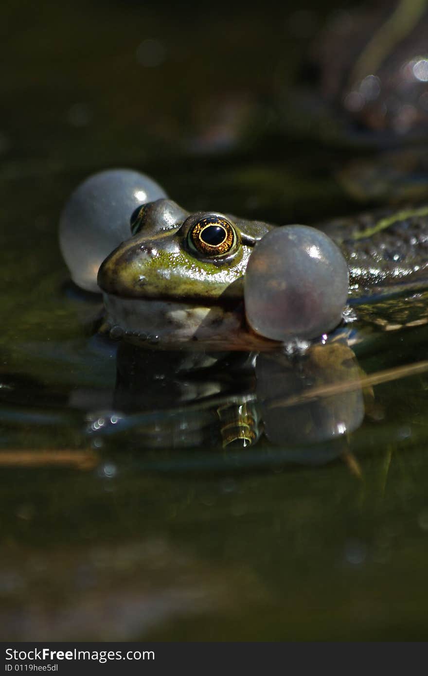 Close up photo with frog in marsh. Close up photo with frog in marsh