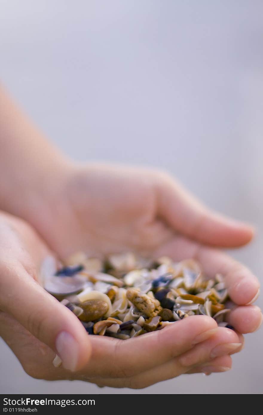 Seashells in hands