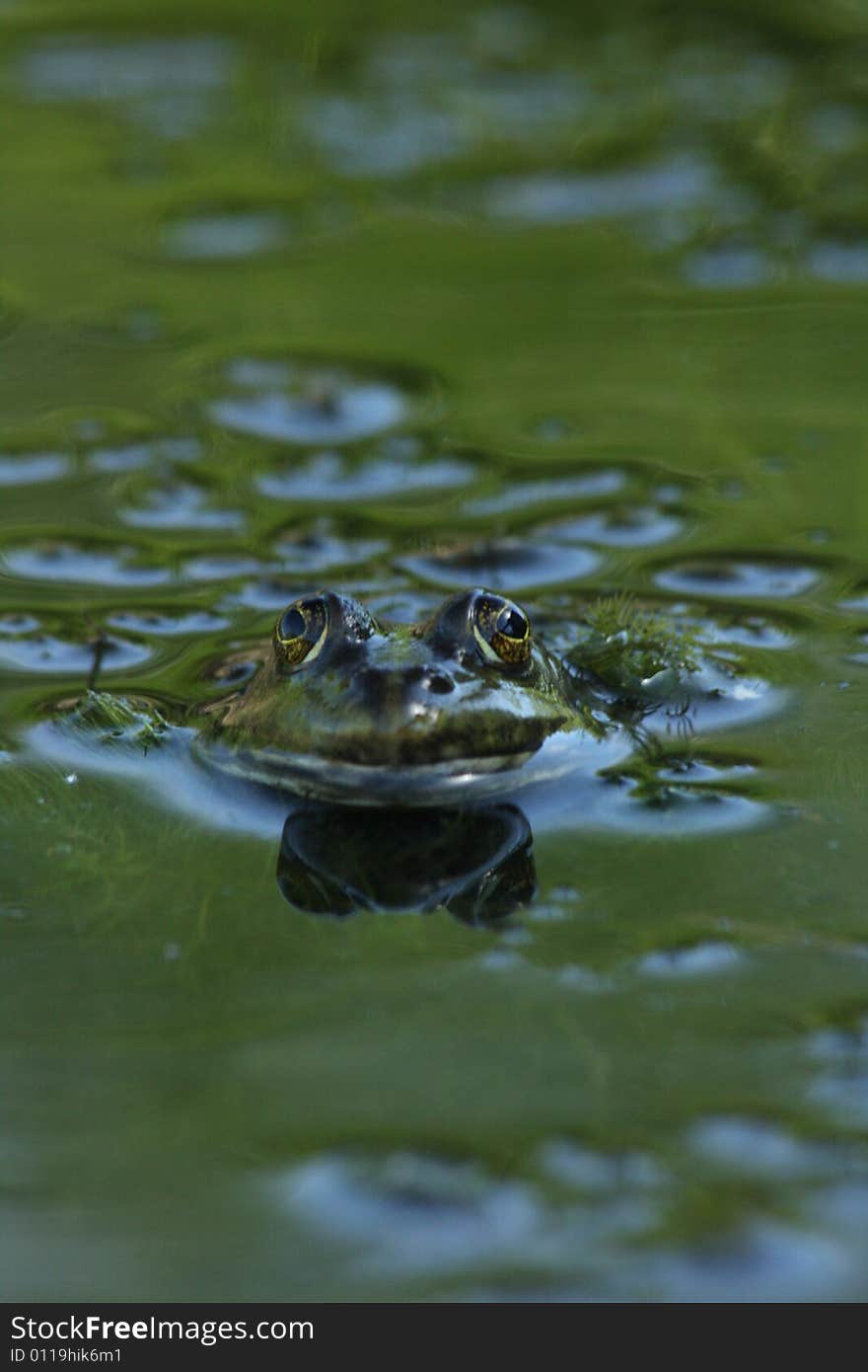 Photo with frog in marsh