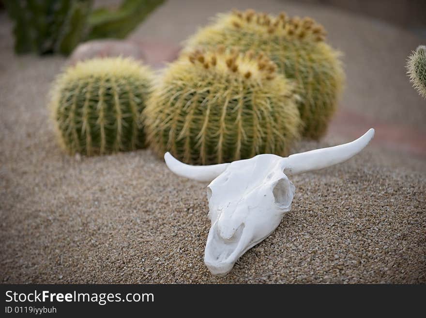 Bleached bull skull in front of a cluster of barrel cacti. Bleached bull skull in front of a cluster of barrel cacti