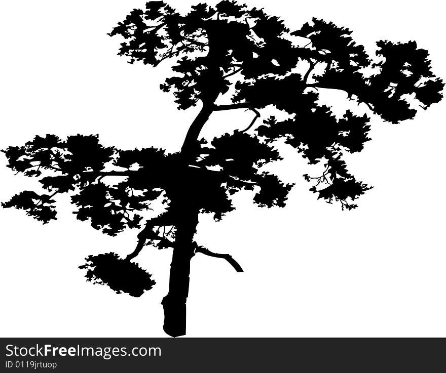 Isolated tree - 40. Silhouette. Silhouette of the tree isolated on a white background