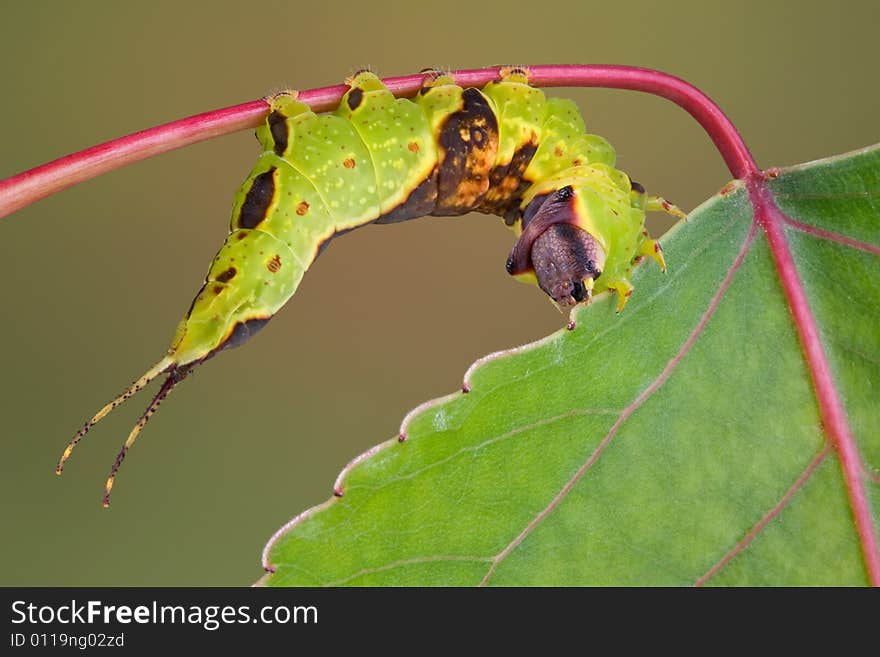 Caterpillar On Aspen