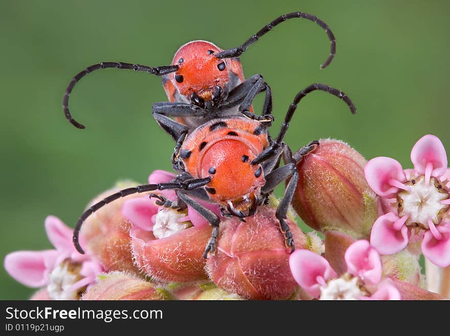 Two longhorn beetles are mating while one is munching on a mikweed flower. Two longhorn beetles are mating while one is munching on a mikweed flower.