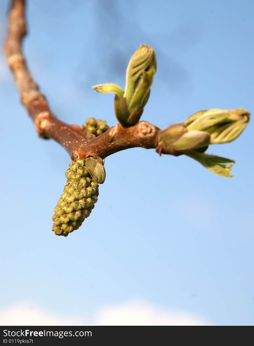 Leaf buds on a sprig