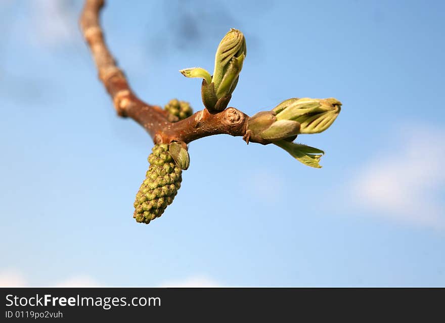 Leaf buds on a sprig