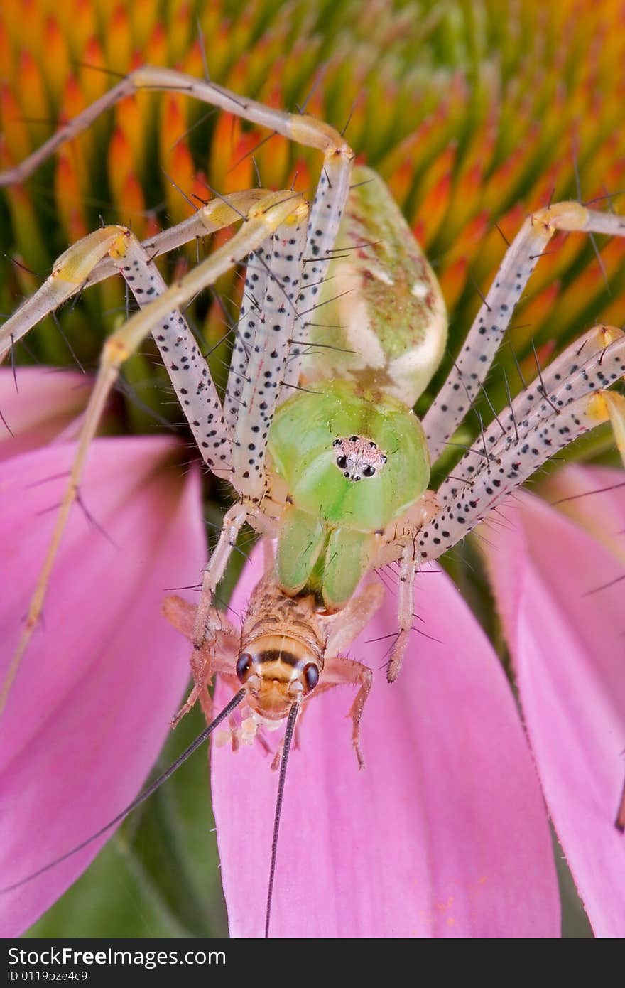 A male green lynx spider has caught a cricket on a conelfower. A male green lynx spider has caught a cricket on a conelfower.