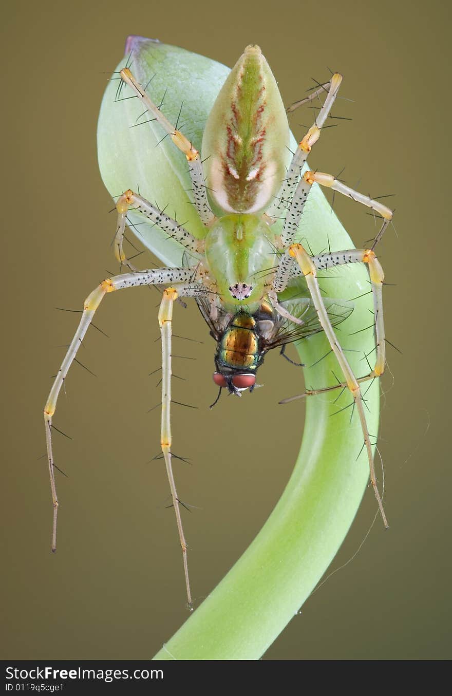 A male green lynx spider is eating a fly while perched on a budding plant. A male green lynx spider is eating a fly while perched on a budding plant.