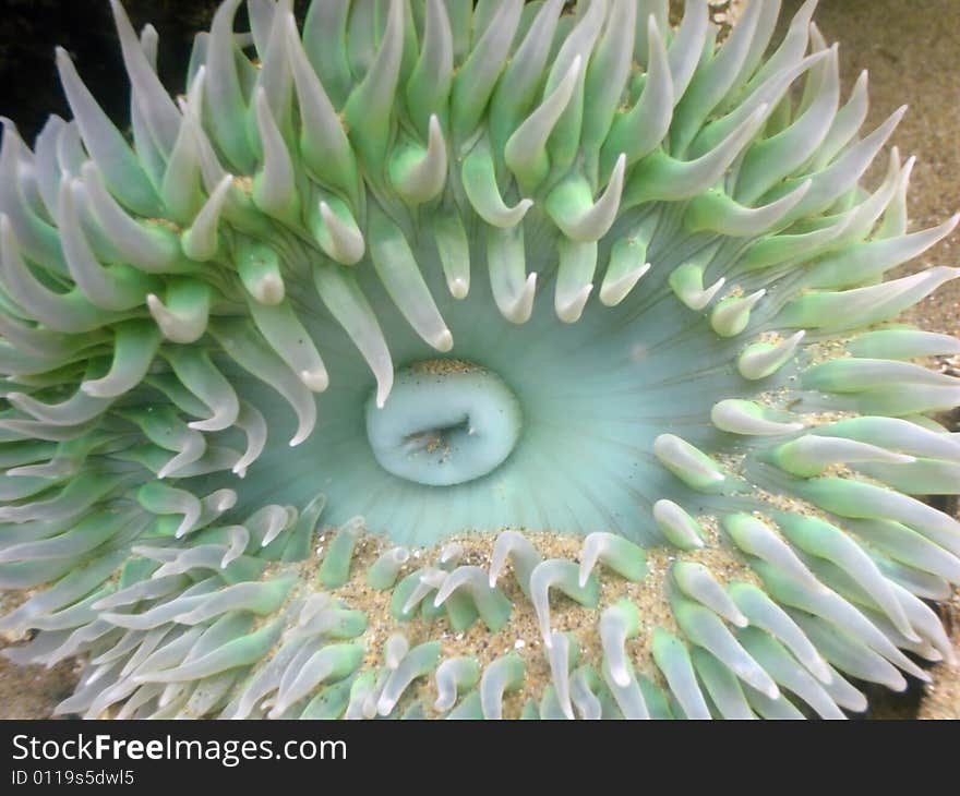 Underwater close-up of anemone in a tide pool