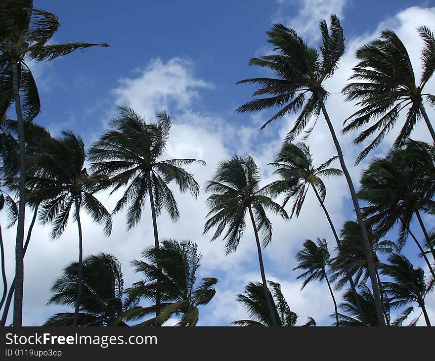 Dozens of coconut trees line the beach in Waikiki, Hawaii.