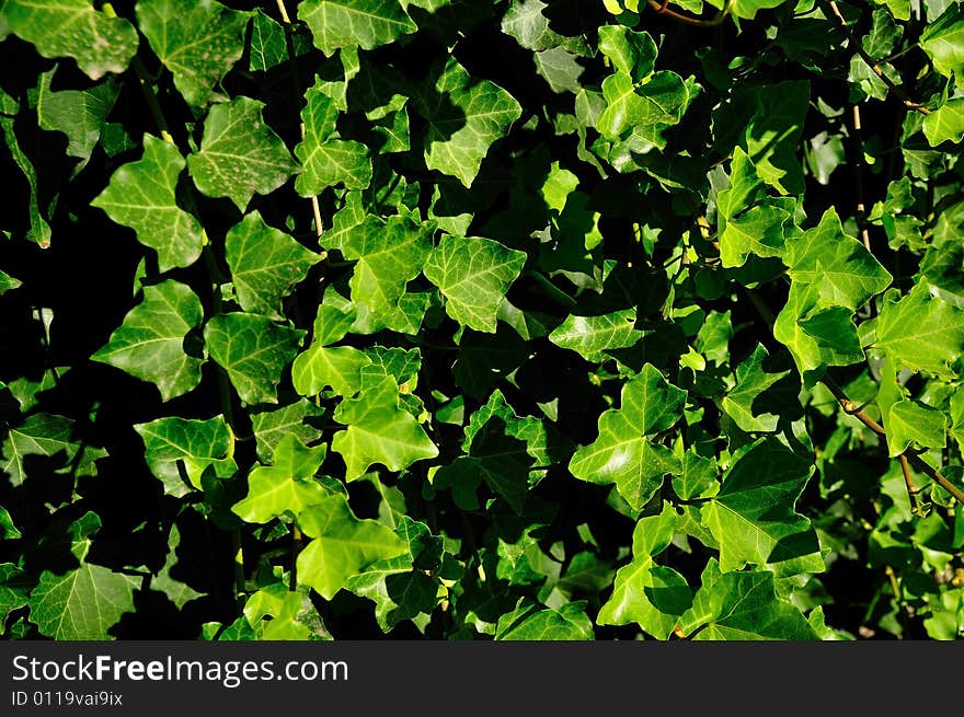 An Ivy Edge on a wall in the country. An Ivy Edge on a wall in the country.