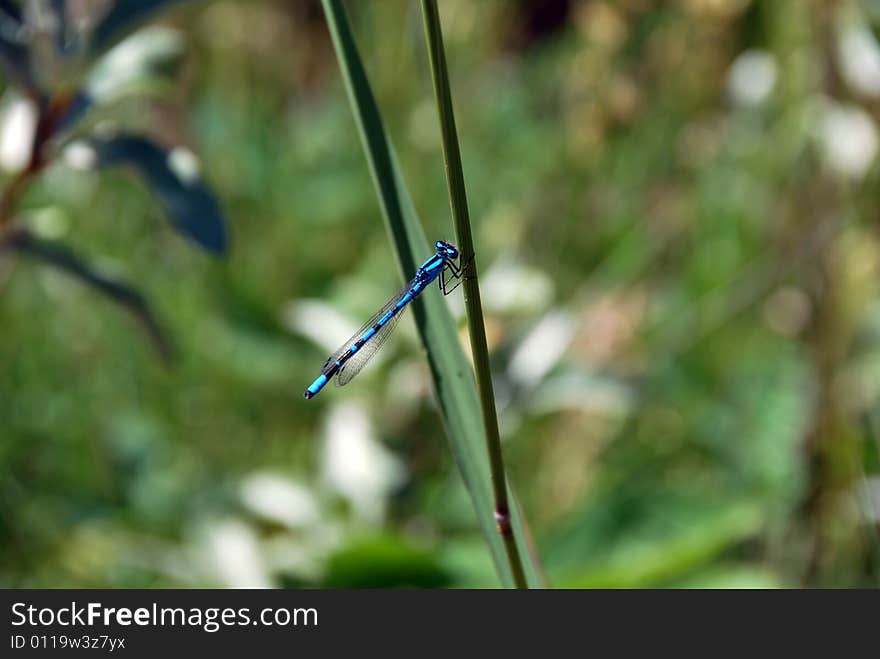 Blue dragonfly with blurred background.