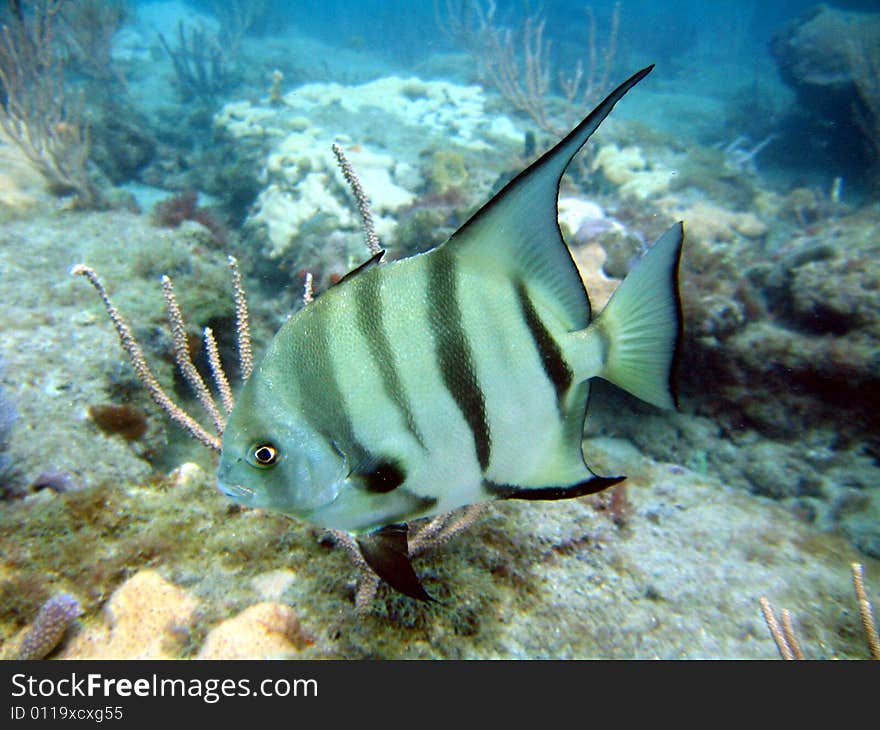 Atlantic Spadefish