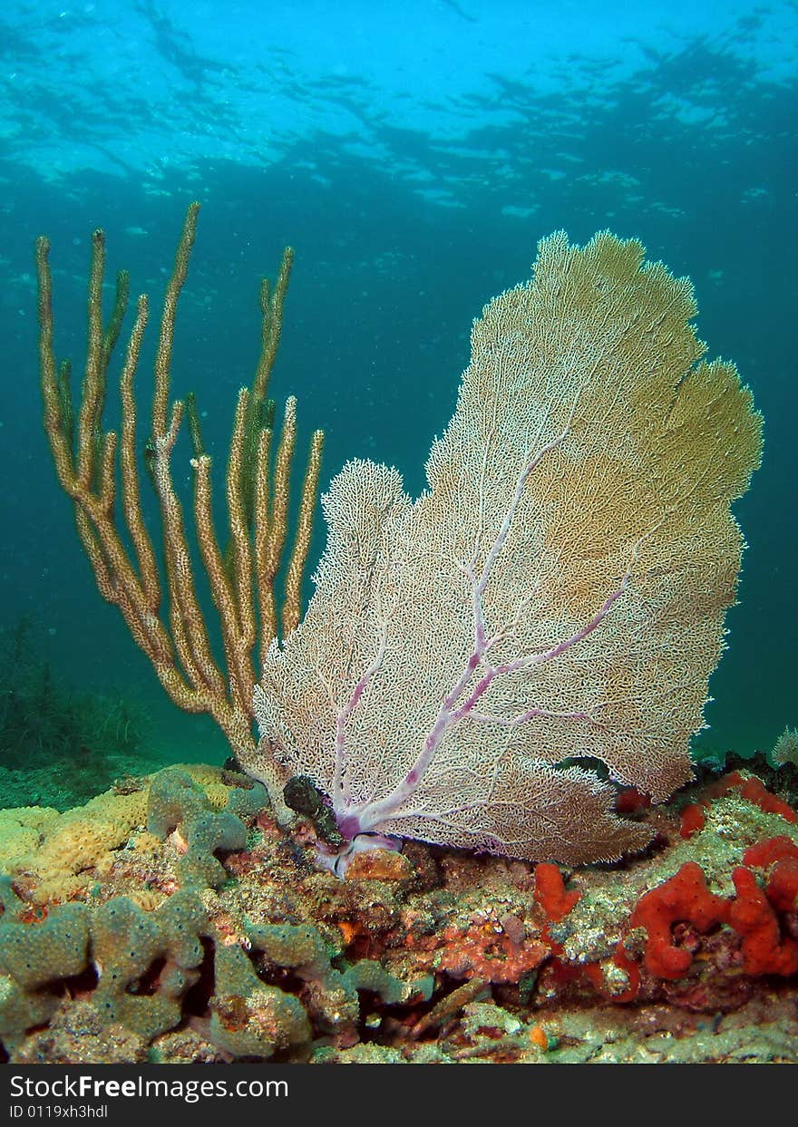 This image was taken off the beach in Pompano beach, Florida. This image was taken off the beach in Pompano beach, Florida